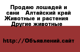 Продаю лошадей и сани - Алтайский край Животные и растения » Другие животные   